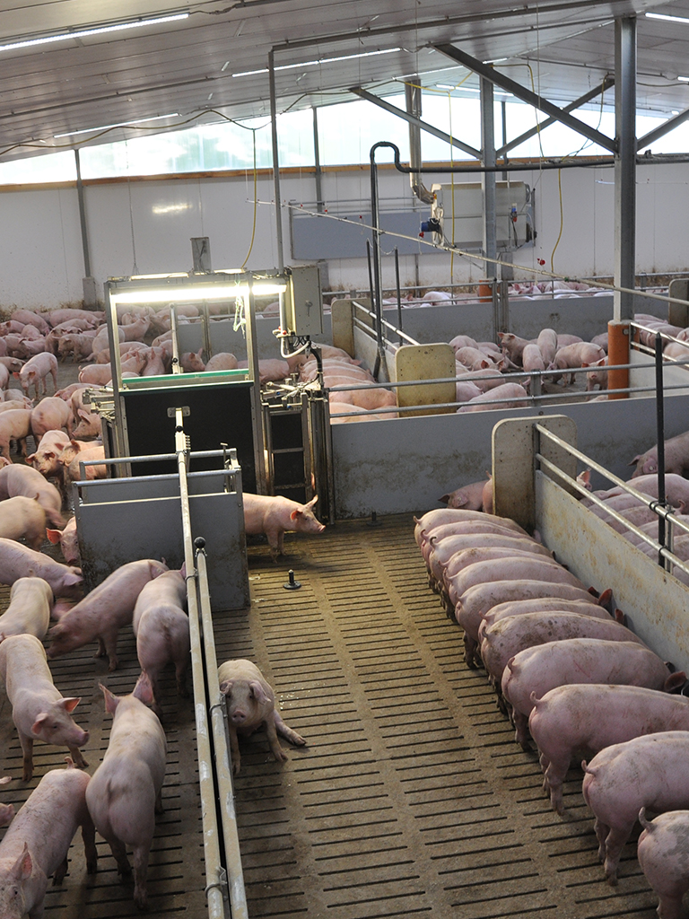 élevage de porcs-technique de stabulation-sas de triage