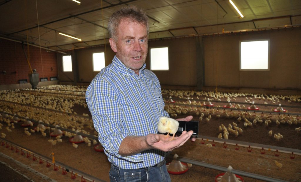 turkey fattening turkey fattening house poultry farming emsland