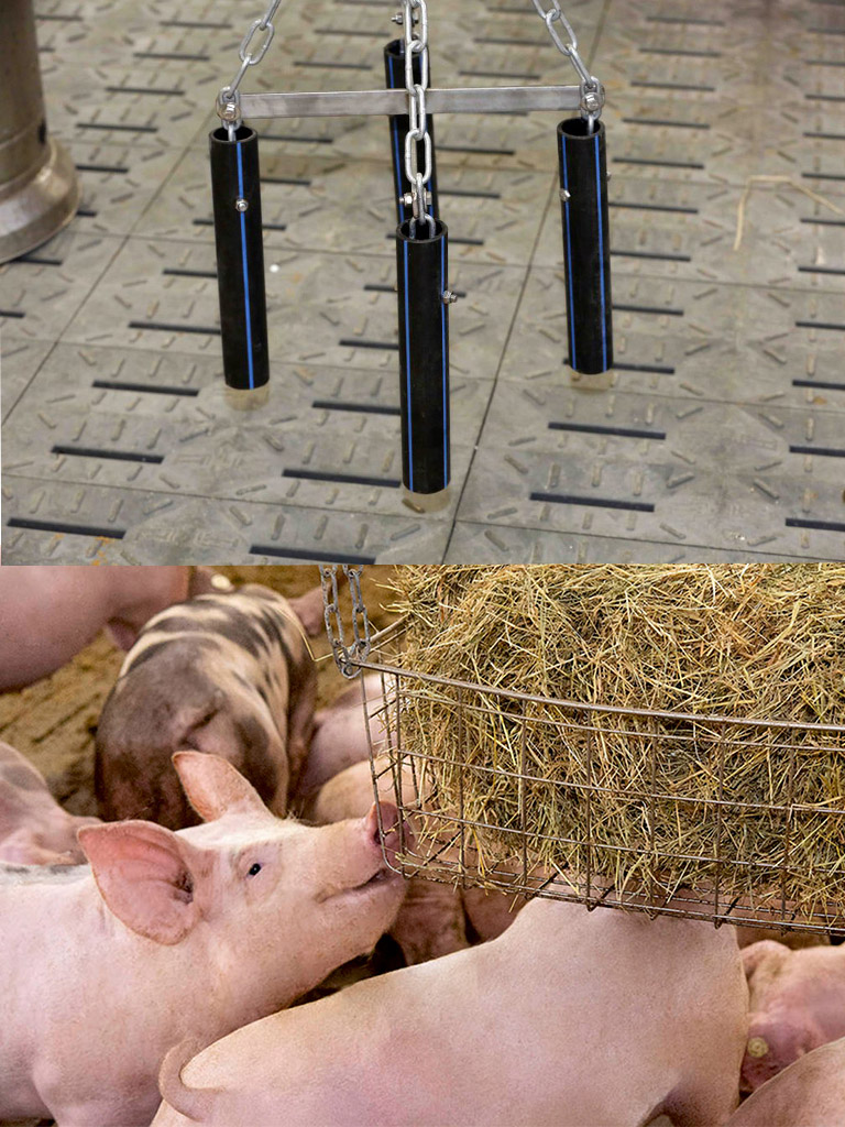 élevage de porcs d'engraissement élevage de porcs d'information élevage de porcs biologiques