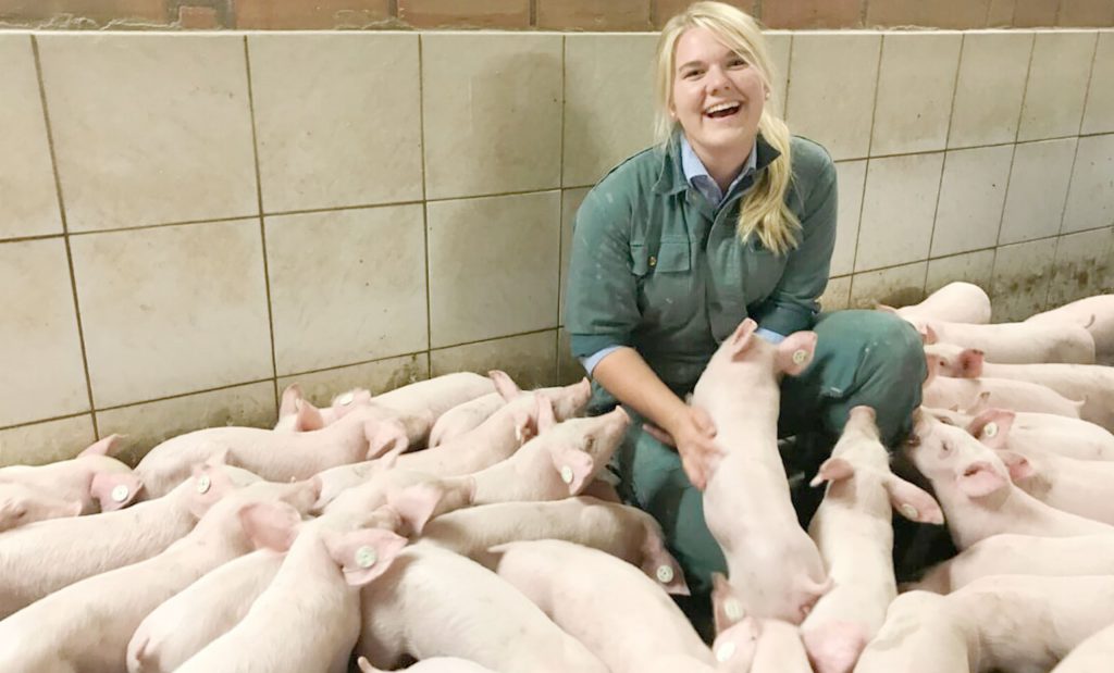 pig fattening barn technology barn construction emsland