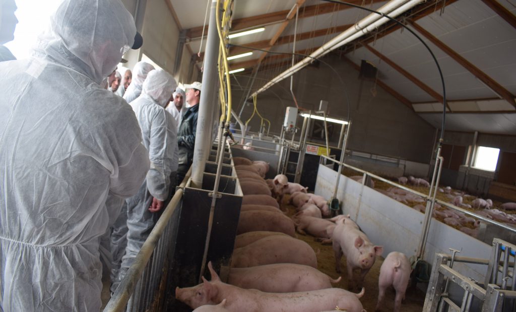 pig fattening barn-straw fattening system-bio pig farming