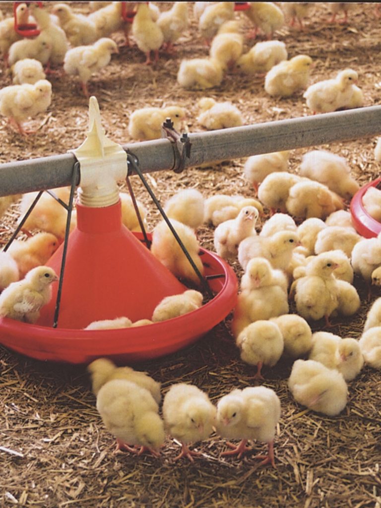 poultry farming joints feeding poultry fattening